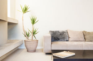5 Indoor Plants That Remove Toxins From Your Home