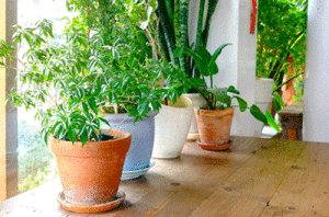 How Can Houseplants Clean Your Air?