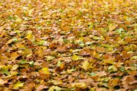 How Fallen Leaves Affect Your Home’s HVAC