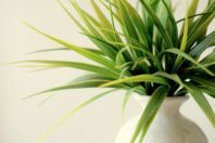 Which Indoor Plants Promote Good IAQ?