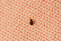 The Bed Bug Dilemma: How Air Ducts Could Contribute to Their Spread