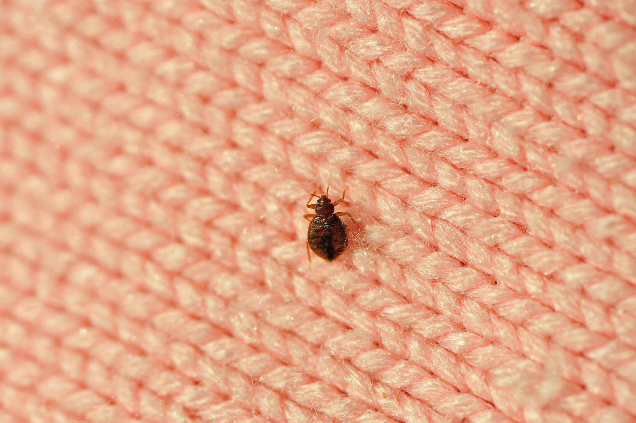 The Bed Bug Dilemma How Air Ducts Could Contribute to Their Spread