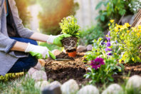 Is Your Gardening Affecting Your HVAC Performance?