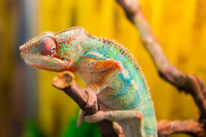 ideal temperatures for exotic pets