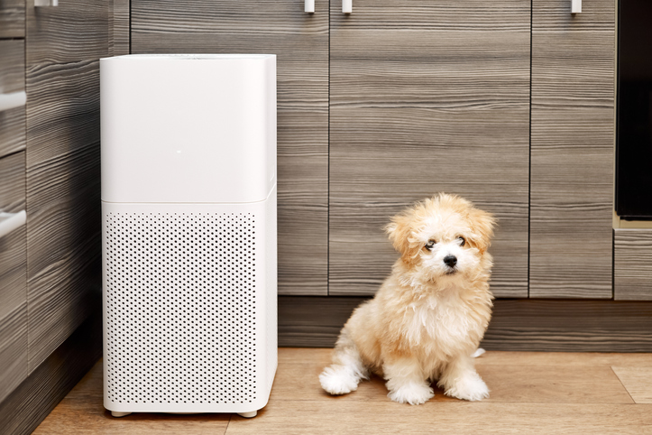 How to Make Sure Pets and Air Quality Coexist in Your Home